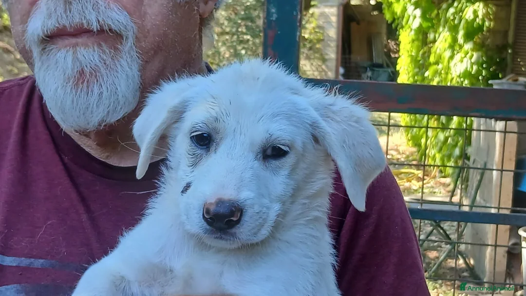 Meticcio cani in regalo: LA BELLA BONITA HA BISOGNO DI UNA MAMMA - Annuncio 2