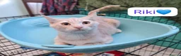 Meticcio gatti in regalo: Gattini adorabili in cerca di casa  a Città metropolitana di Milano - Annuncio 2
