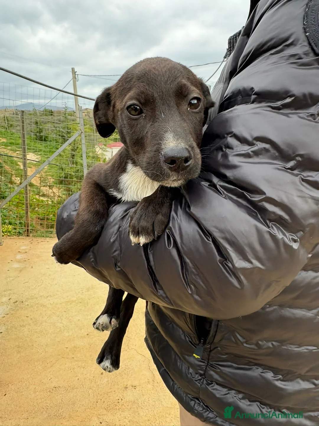 Meticcio cani in regalo: CHOCO, MOCHI E SPILLA, - Annuncio 4