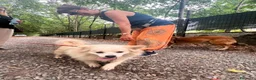 Meticcio cani in regalo: Cooki, tenero e affettuoso simil volpino - Annuncio 5