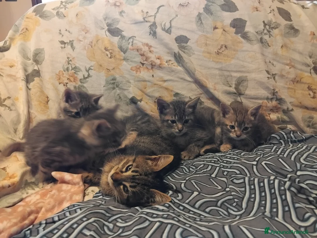 Meticcio gatti in regalo: Sei dolcissimi gattini cercano casa. - Annuncio 1