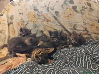 Meticcio gatti Sei dolcissimi gattini cercano casa. - Annuncio 1