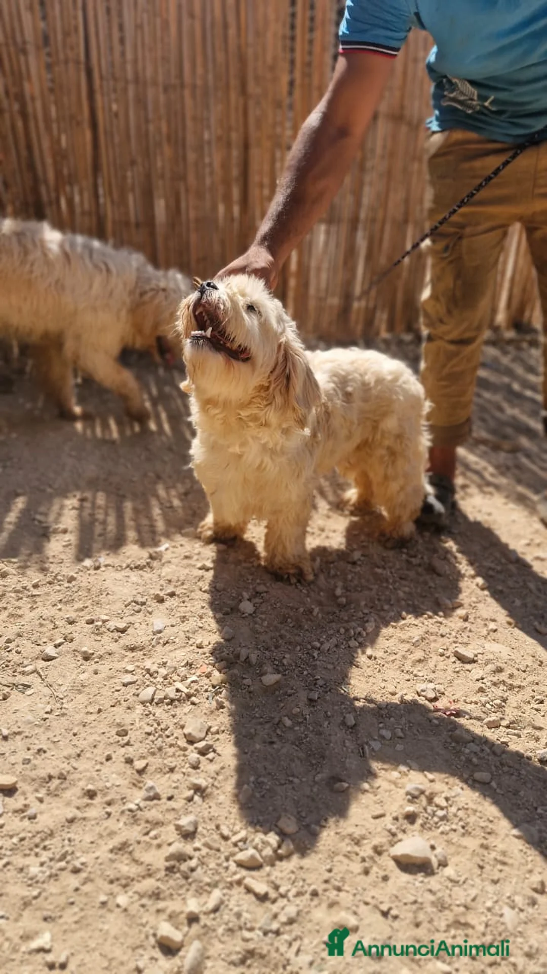 Meticcio cani in regalo: Snoopy, un meticcio coccolone - Annuncio 6