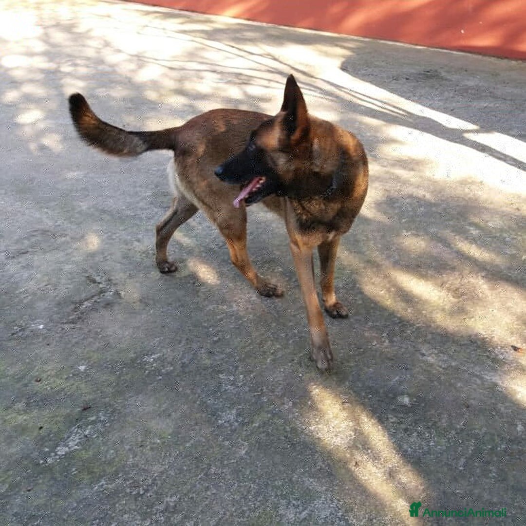 Immagine della galleria {{count}}