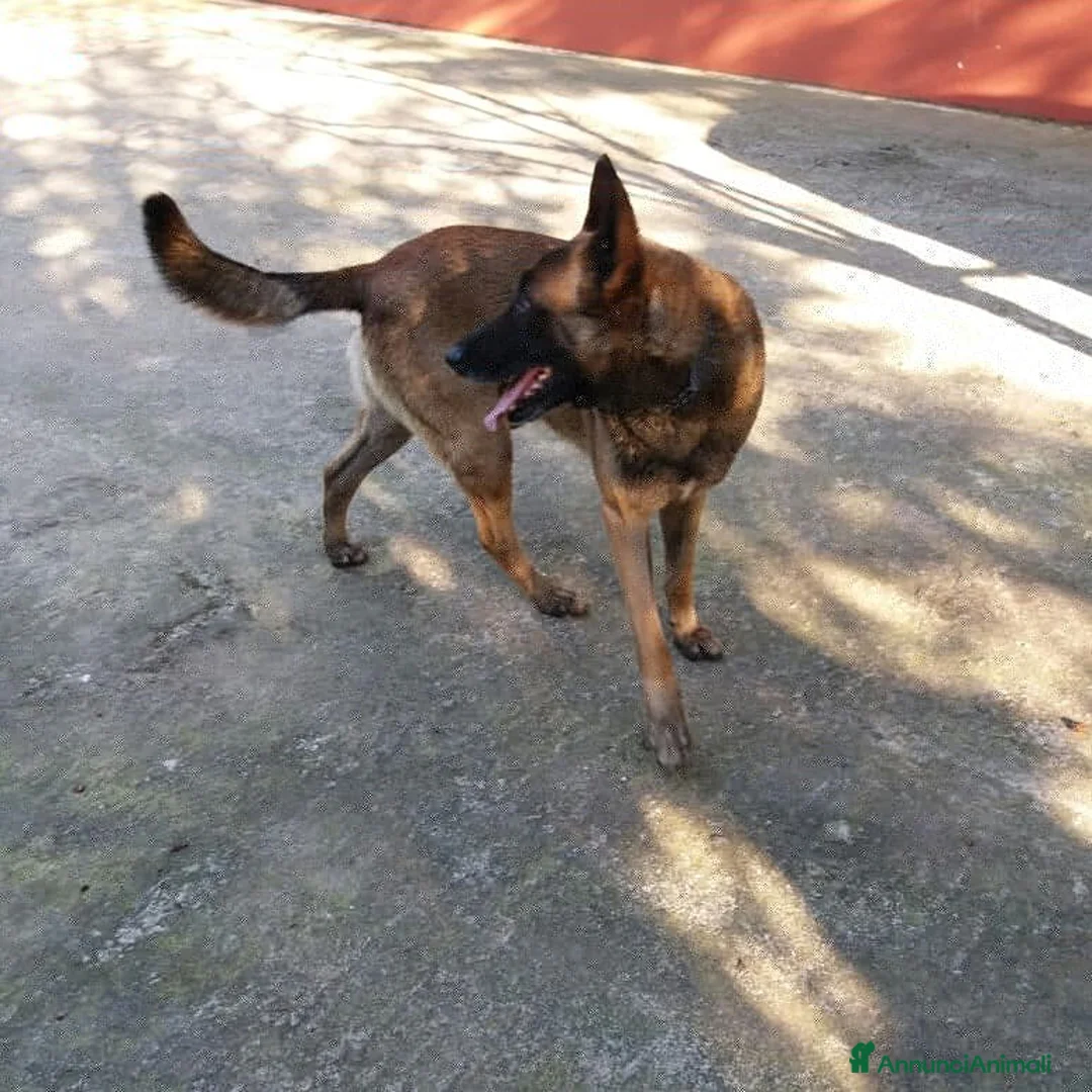 Immagine della galleria {{count}}