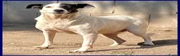 Meticcio cani in regalo: MASCIA bella e particolare! - Annuncio 1