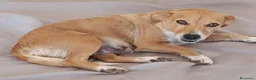 Meticcio cani in regalo: Cucciolo di taglia piccola  - Annuncio 2