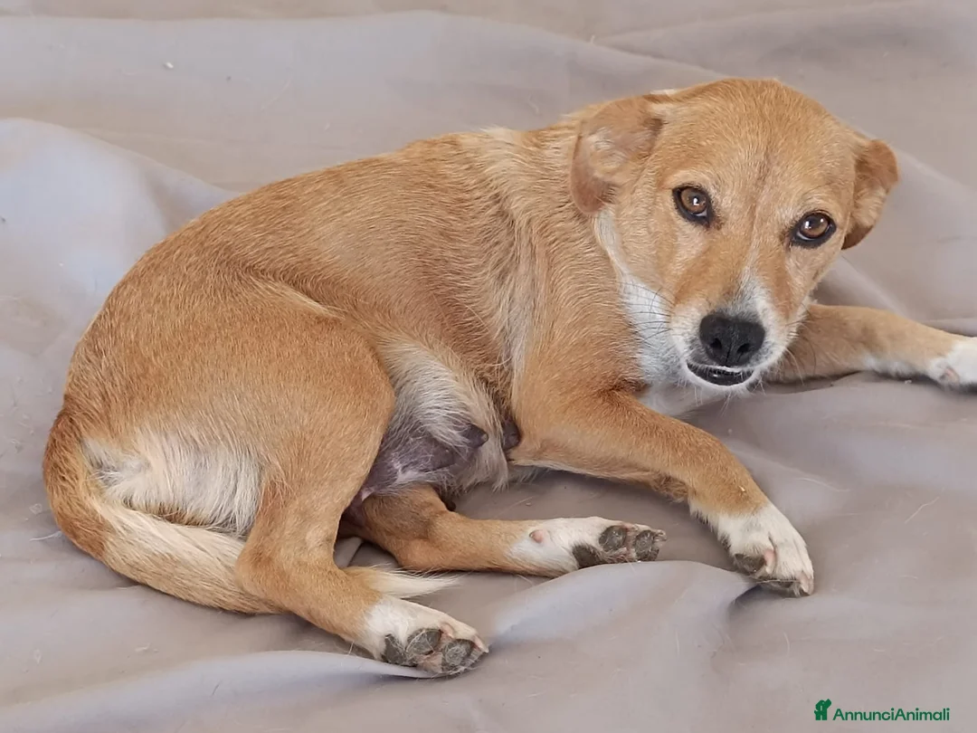 Meticcio cani in regalo: Cucciolo di taglia piccola  - Annuncio 2
