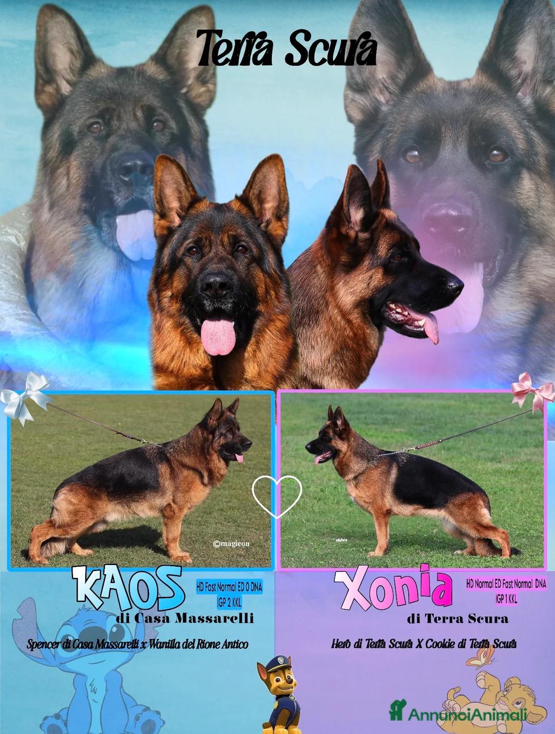 Pastore Tedesco cani in vendita: ⭐️CUCCIOLI A 5 STELLE ⭐️ - Annuncio 1