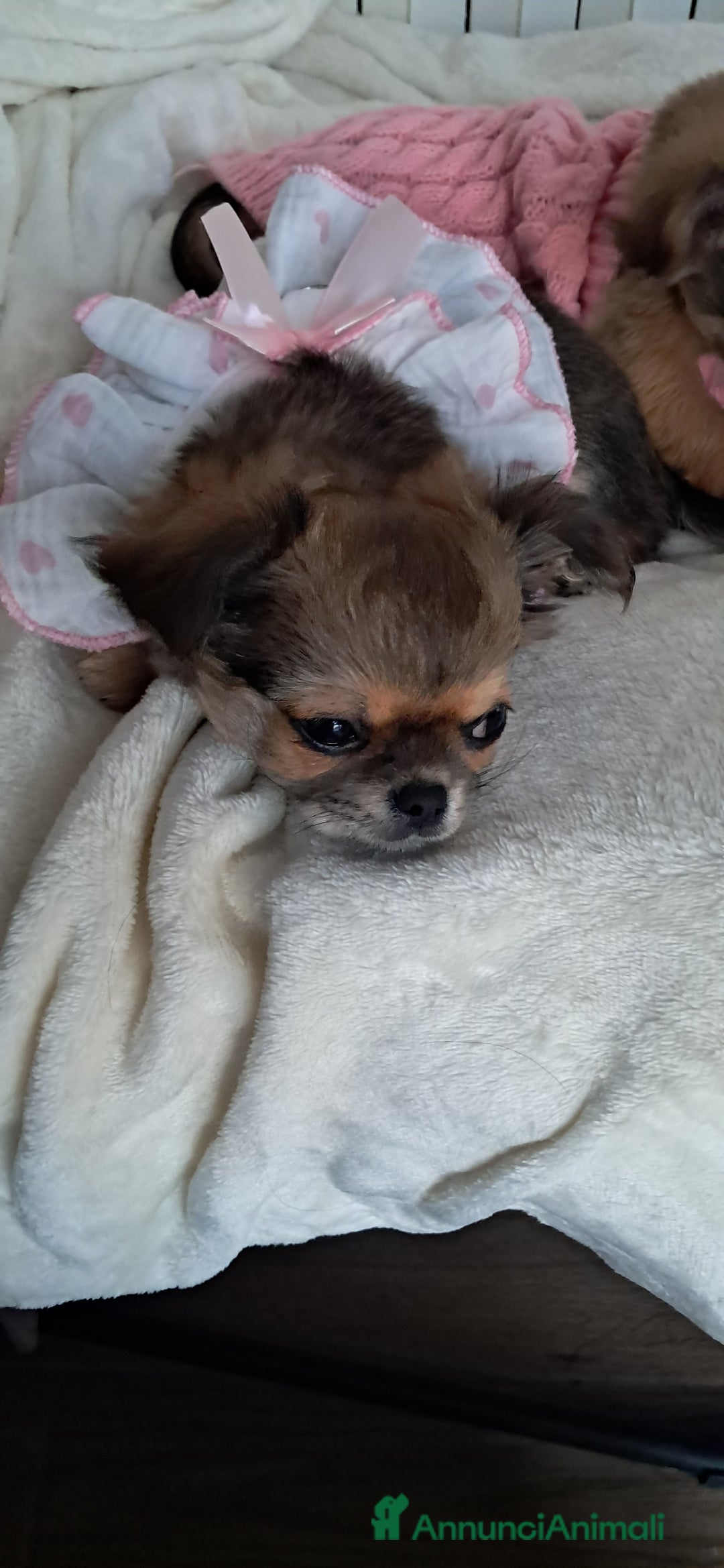 Chihuahua cani in vendita: Cucciola chihuahua con Pedigree Enci  - Annuncio 4