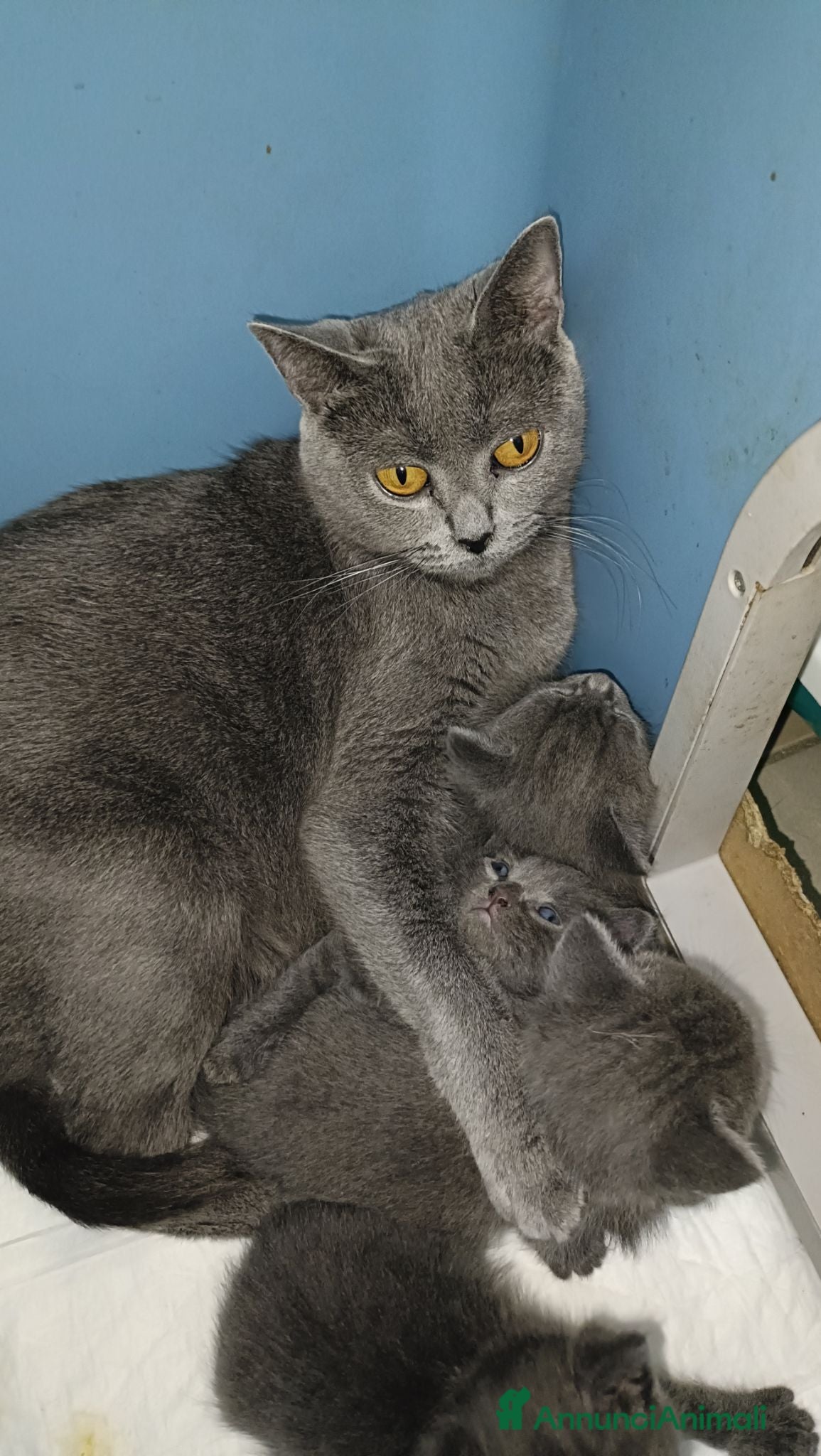 Certosino gatti CUCCIOLI DI CERTOSINO PURISSIMI  - Annuncio 2