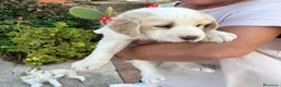 Meticcio cani in regalo: Deliziosi cuccioli cercano casa a Città metropolitana di Palermo - Annuncio 4