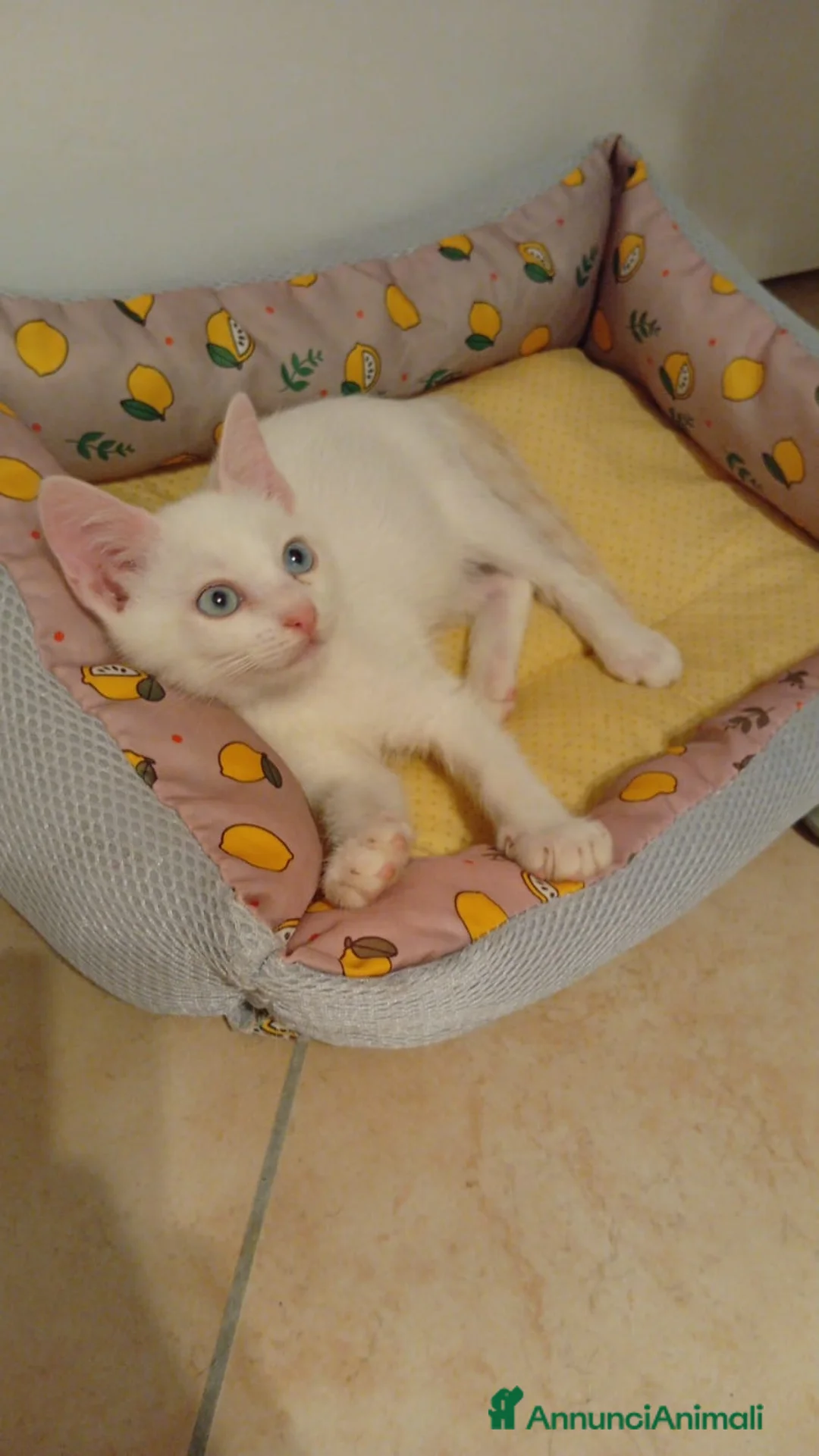 Altre razze gatti in regalo: ZUCCHERO CERCA CASA 🏡 - Annuncio 2