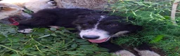 Meticcio cani in regalo: DRUSILLA 🩷 È ANCORA QUI. MA PERCHÉ? 🙏🏻 a Provincia di Macerata - Annuncio 2
