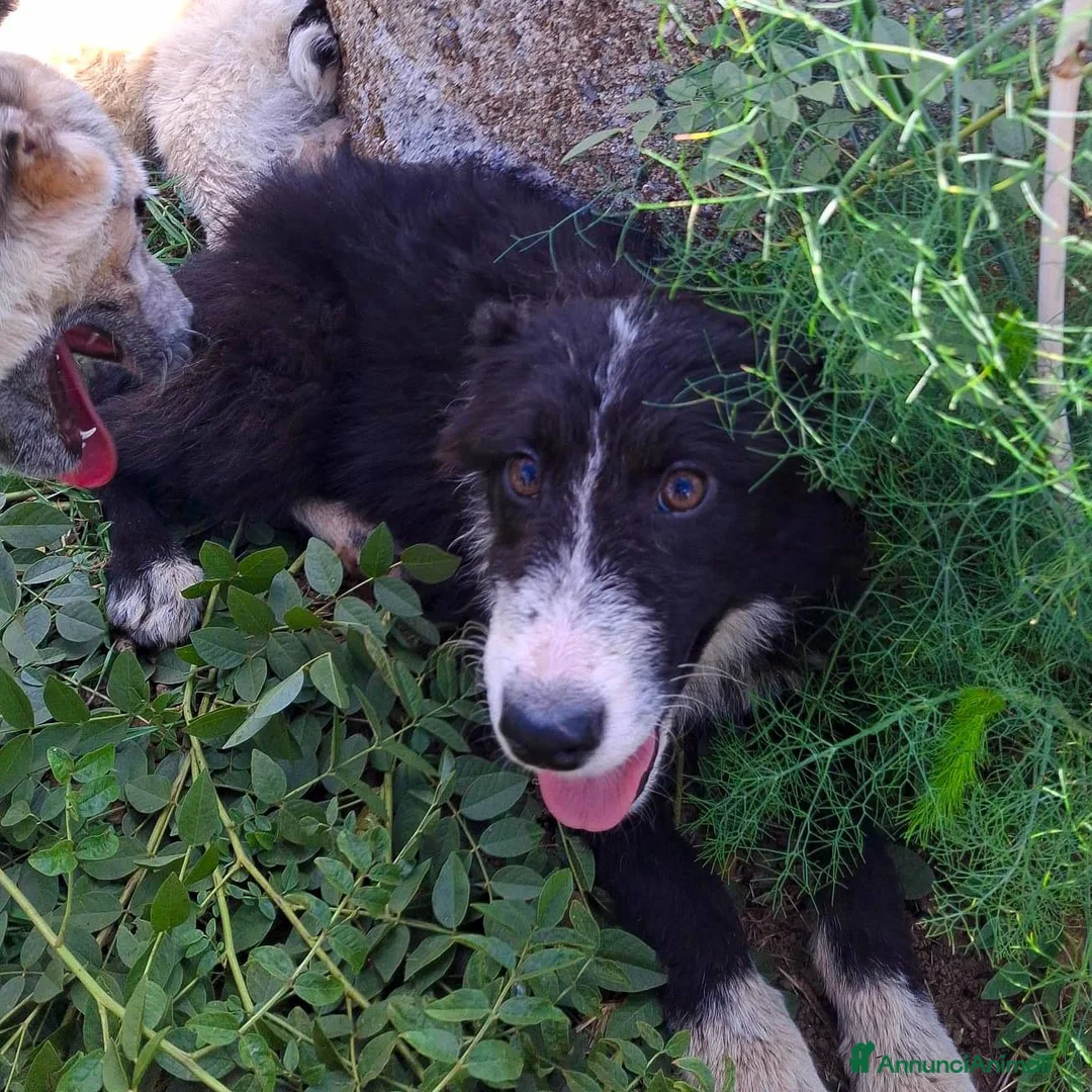 Meticcio cani in regalo: DRUSILLA 🩷 È ANCORA QUI. MA PERCHÉ? 🙏🏻 a Provincia di Macerata - Annuncio 2