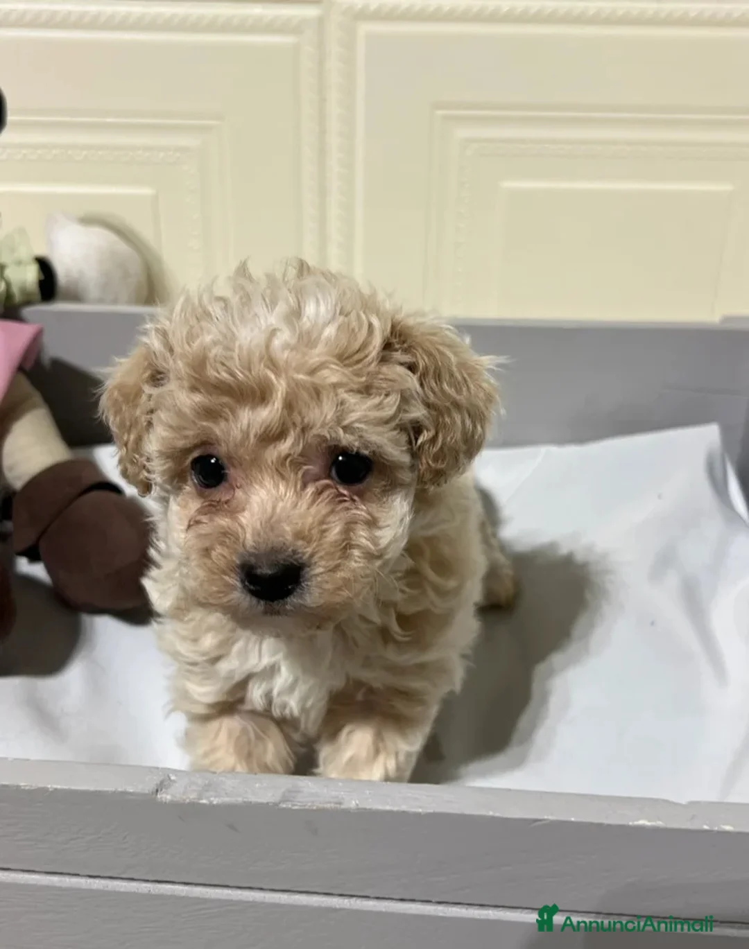 Maltipoo cani in vendita: 🩷3 splendidi cuccioli di Maltipoo🩷 - Annuncio 7
