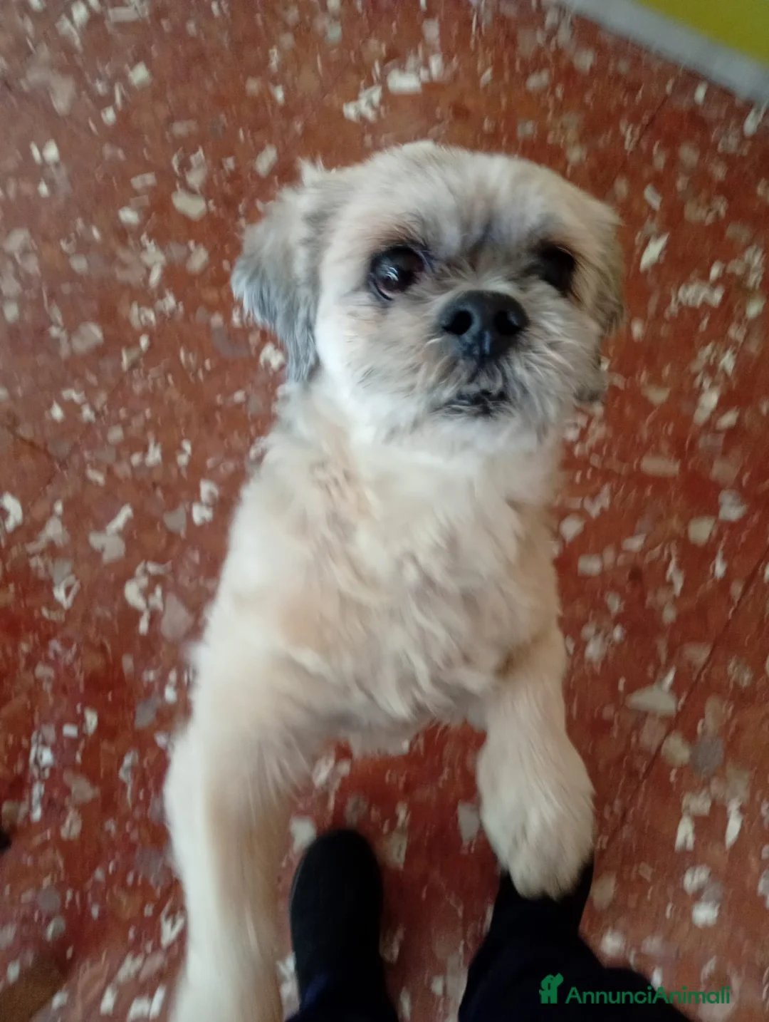 Irish Terrier cani in regalo: Lhasa apso 11anni kg9 ok gatti.ROMA - Annuncio 1