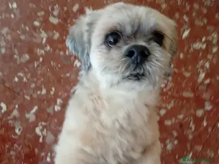 Irish Terrier cani Lhasa apso 11anni kg9 ok gatti.ROMA - Annuncio 9