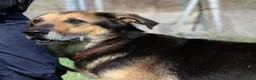 Meticcio cani in regalo: Perseo spera sempre di uscire dal canile - Annuncio 3