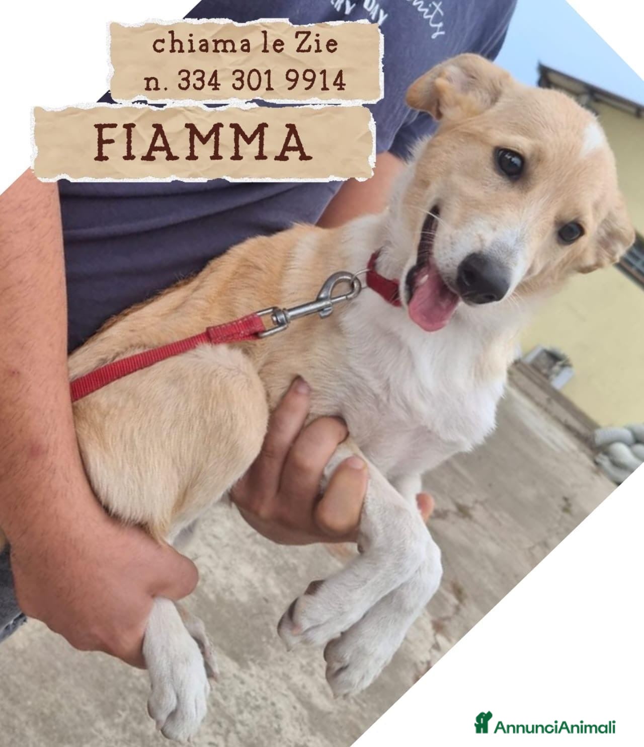 Meticcio cani FIAMMA 🩷 DAL FUOCO, VERSO UNA NUOVA VITA 🙏🏻 - Annuncio 12