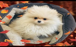 Volpino Pomerania cani in vendita: Volpino Pomerania Pedigree  a Provincia di Pavia - Immagine 2