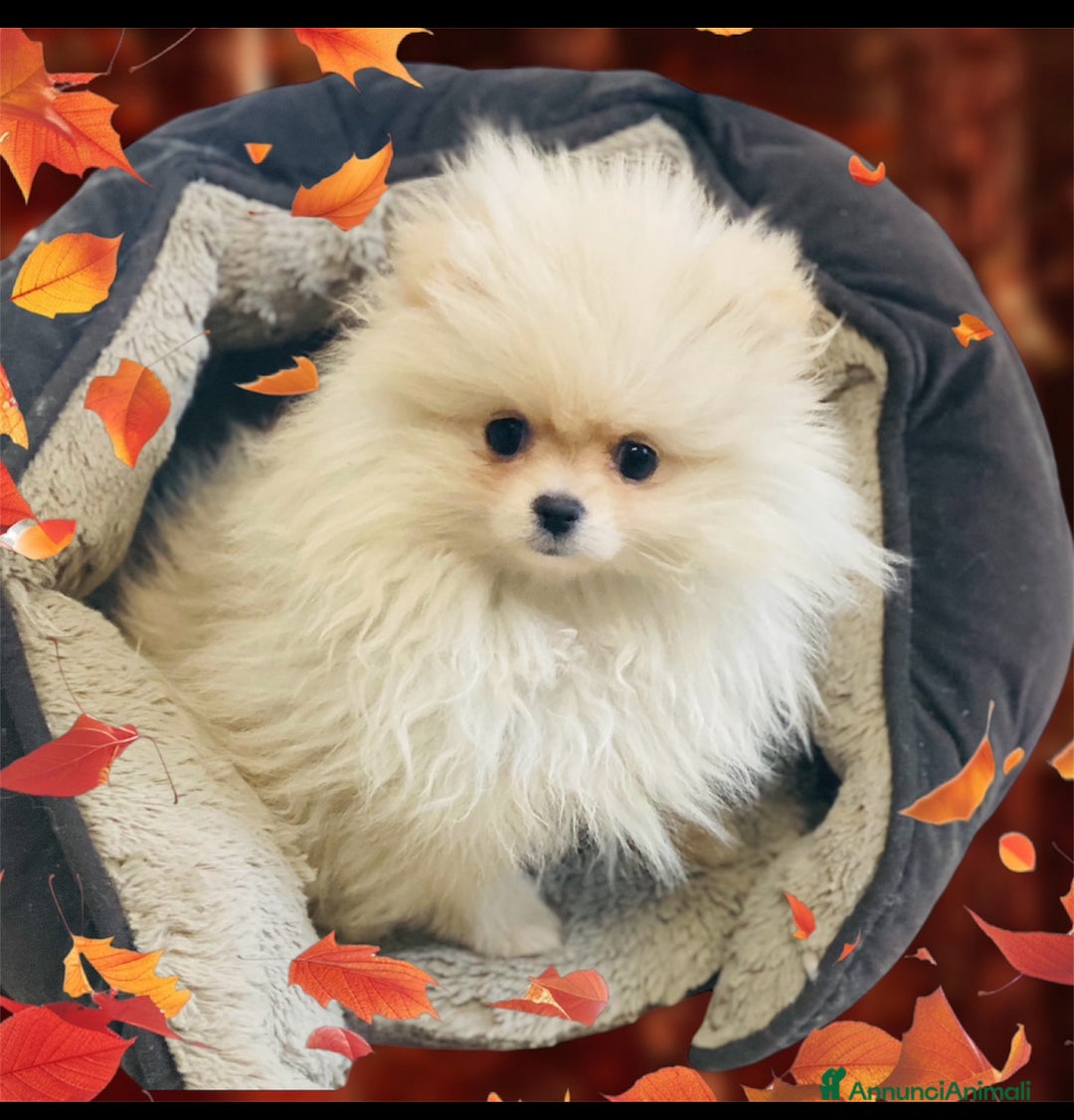 Volpino Pomerania cani in vendita: Volpino Pomerania Pedigree  a Provincia di Pavia - Immagine 2