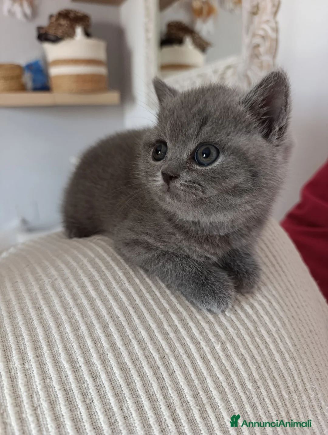 British gatti in vendita: British blu - Annuncio 2