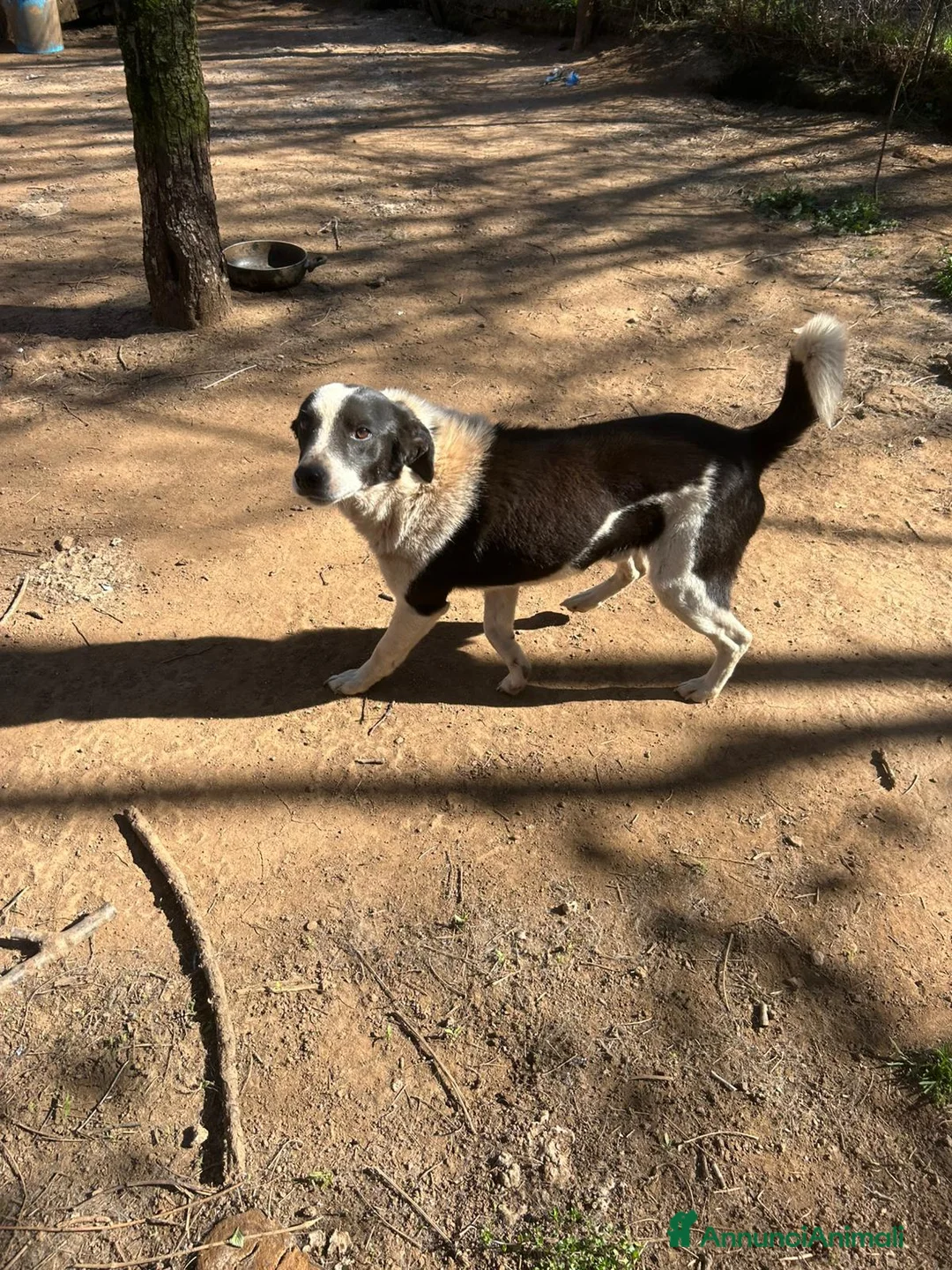 Meticcio cani in regalo: Leon tenero cagnolino cerca casa  - Annuncio 2