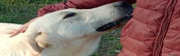 Meticcio cani in regalo: EDO CUCCIOLONE - Annuncio 10