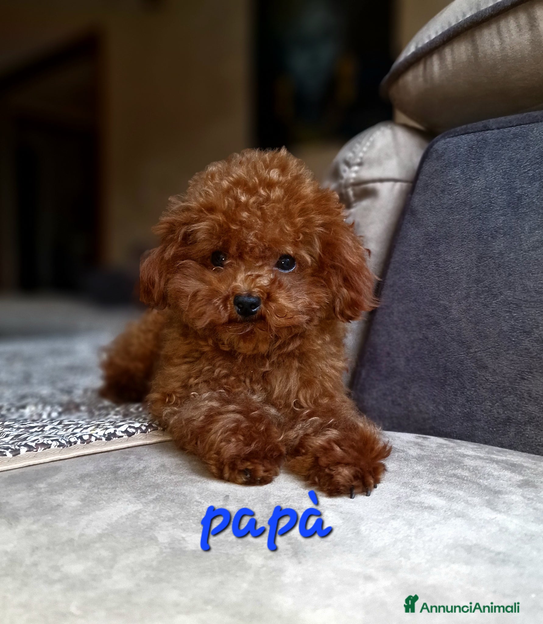 Barboncino Toy cani in vendita: Barboncino mini toy e Teacup Red brown  - Annuncio 9