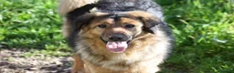 Meticcio cani in regalo: Enza in adozione - Annuncio 3