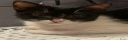 Meticcio gatti in regalo: Dolcissima micina 3 mesi  - Annuncio 4