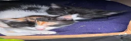 Meticcio gatti in regalo: Cercasi casa per cuccioli  - Annuncio 4