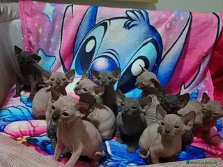 Sphynx gatti Adorabili cuccioli di sphynx con pedigree - Annuncio 7