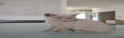 British gatti in vendita: Splendida cucciola di British Shorthair  - Annuncio 10