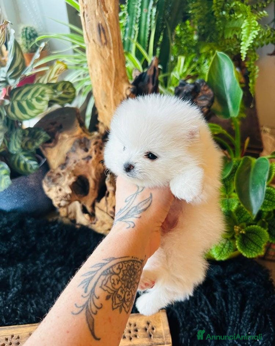 Volpino Pomerania cani in vendita: Cuccioli di Pomerania - Annuncio 7