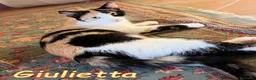 Europeo gatti in regalo: GULIETTA DOLCISSIMA GATTINA PELO SEMILUNGO - Annuncio 2