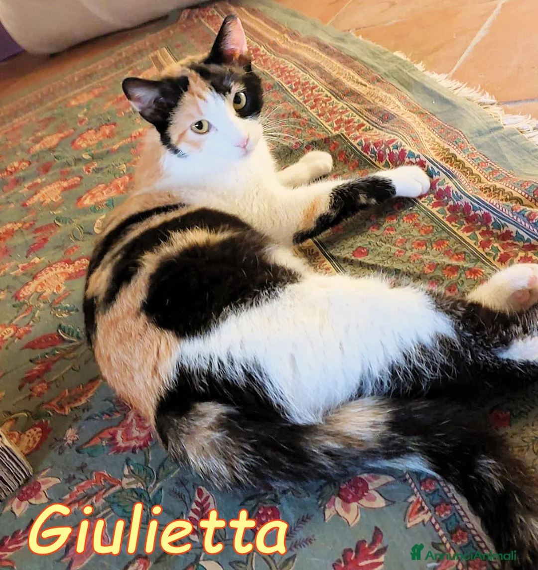 Europeo gatti in regalo: GULIETTA DOLCISSIMA GATTINA PELO SEMILUNGO - Annuncio 2