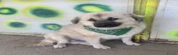 Meticcio cani in regalo: Gianni 12/15mesi tg .equa salvato 6mesi fa LECCO - Annuncio 6
