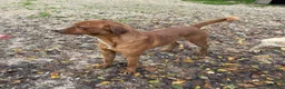 Meticcio cani in regalo: IL SIMPATICO E BELLISSIMO CORFU' - Annuncio 6