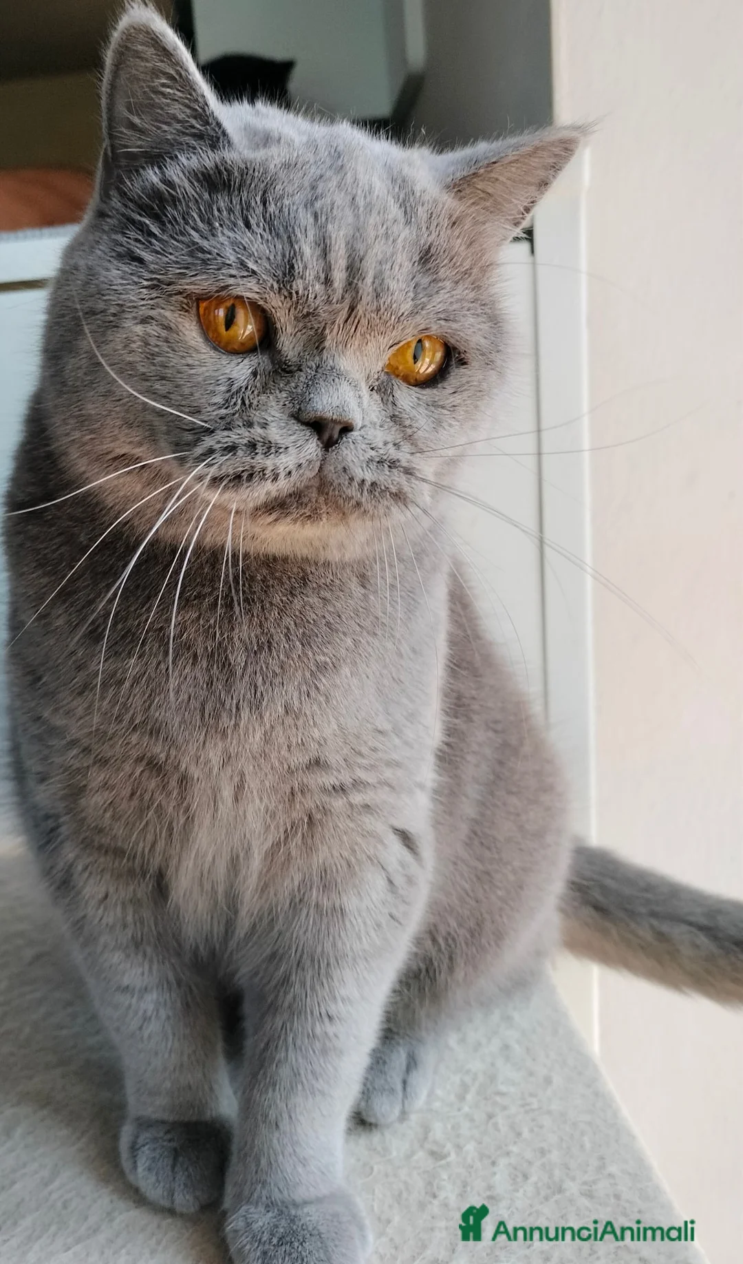 British gatti in vendita: British femmina rehoming - Annuncio 1