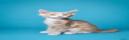 Maine Coon gatti in vendita: Maschietti di Cuccioli Maine Coon  - Annuncio 4