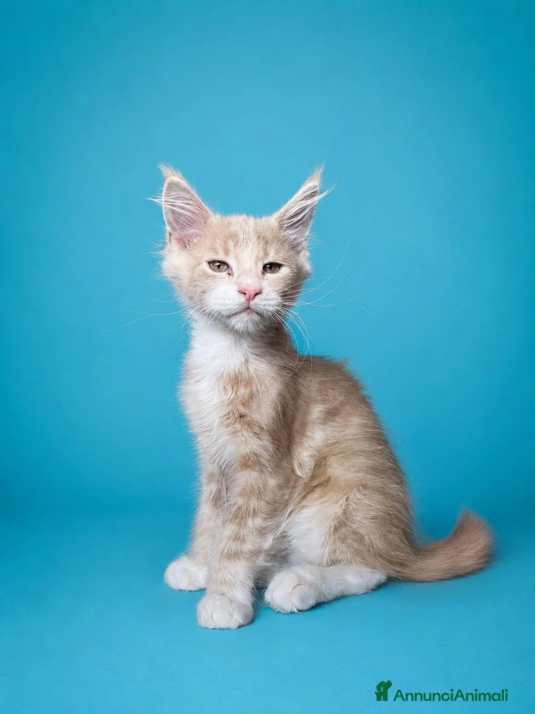 Maine Coon gatti in vendita: Maschietti di Cuccioli Maine Coon  - Annuncio 4