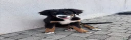 Bovaro del Bernese cani in vendita: Cucciola Bovaro del bernese 4 mesi - Annuncio 3