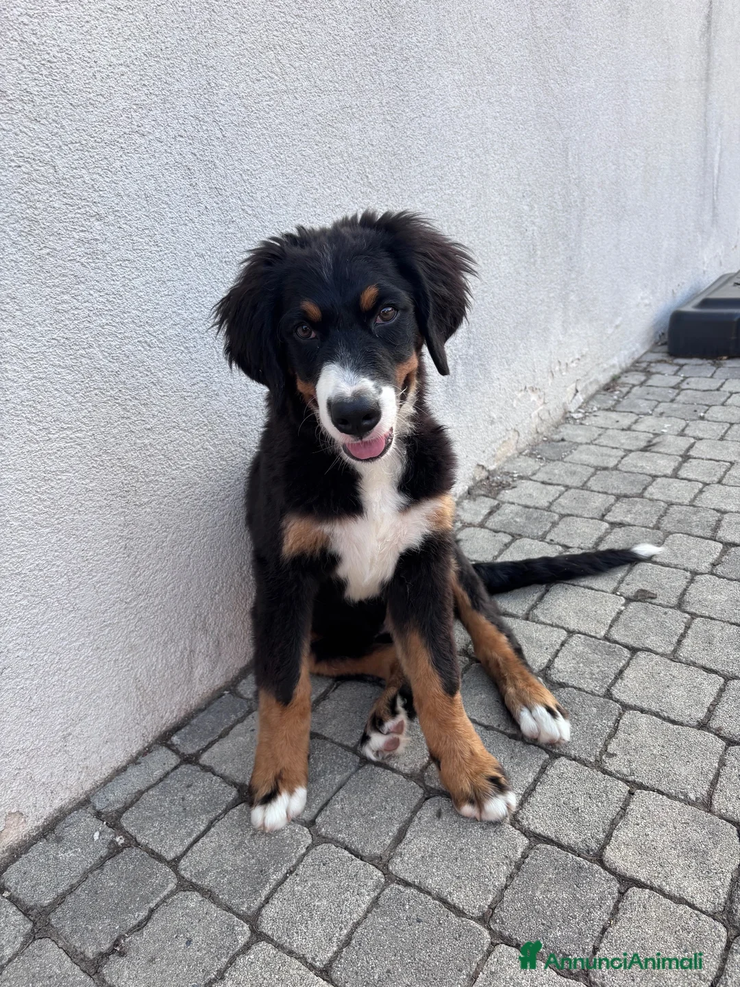 Bovaro del Bernese cani in vendita: Cucciola Bovaro del bernese 4 mesi - Annuncio 3