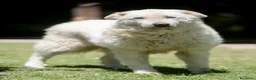 Meticcio cani in regalo: IL DOLCE TIBERIO CERCA ADOZIONE A DISTANZA - Annuncio 2