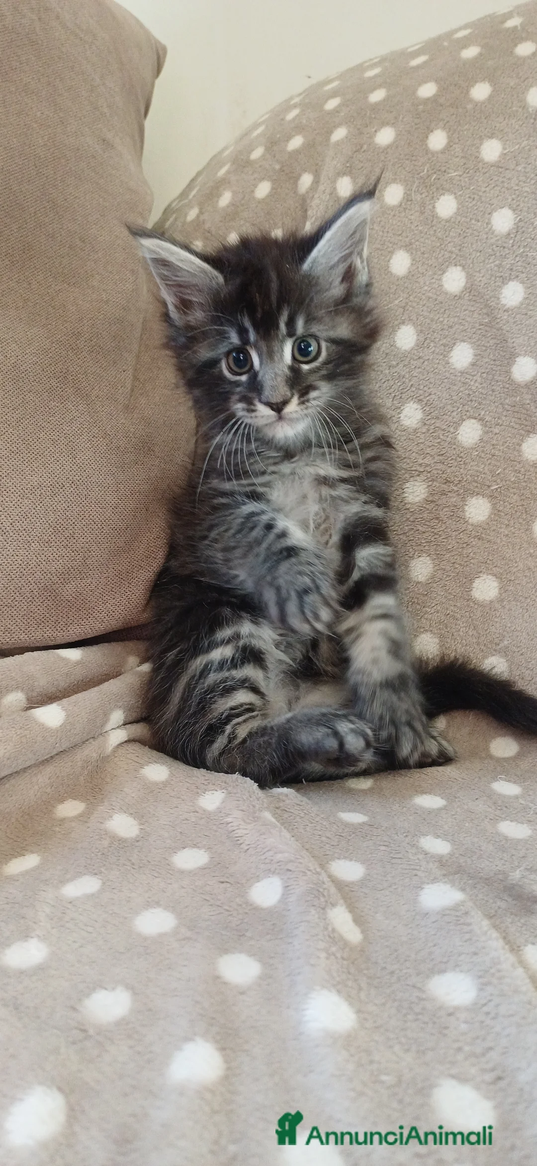 Maine Coon gatti in vendita: Cuccioli di Maine Coon linea estera - Annuncio 9