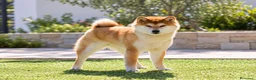 Shiba Inu cani in vendita: CUCCILIO SHBA CON PEDIGREE ENCI  - Annuncio 1