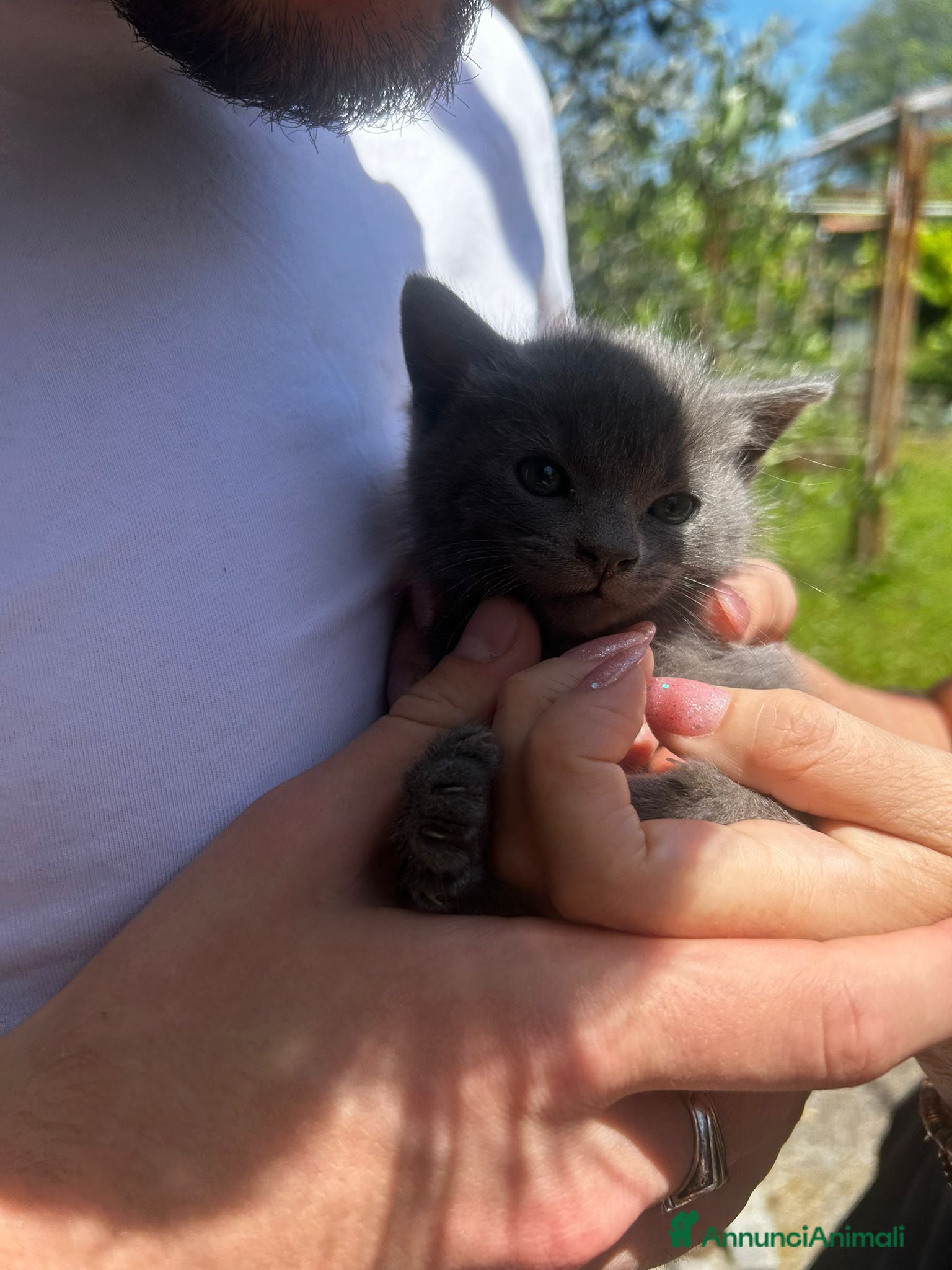 Certosino gatti in vendita: Meravigliosa micina simil certosina  - Annuncio 2