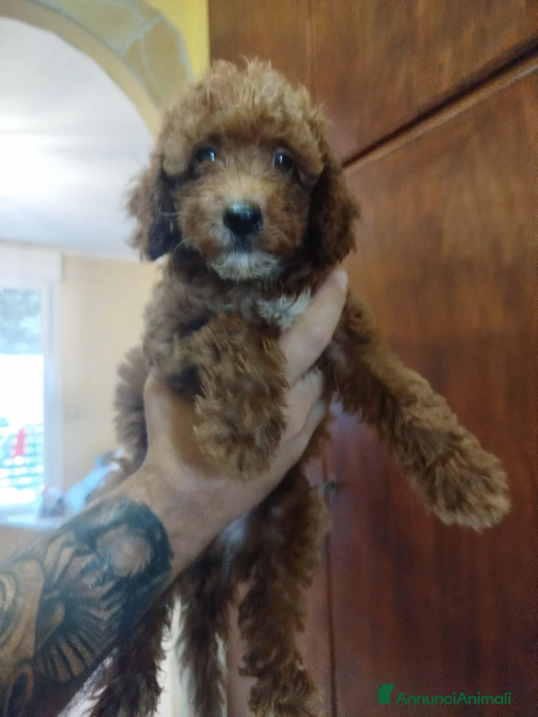 Barboncino cani in vendita: Barboncini Red - Annuncio 2